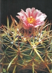 Ferocactus fordii