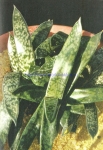 Gasteria liliputana