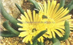 Glottiphyllum arrectum