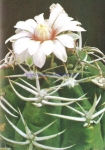 Gymnocalycium hybopleurum var. ferox