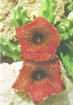 Huernia transmutata