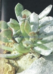 Adromischus pullchellus