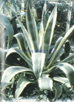 Agave americana