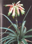 Aloe woolliana and Aloe arborescens