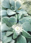 Aloinopsis rosulata