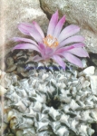 Ariocarpus kotschubeyanus