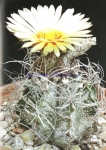 Astrophytum capricorne
