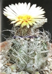 Astrophytum capricorne