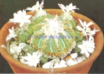 Aztekium ritteri