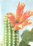 Borzicactus humboldtii