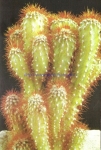 Cereus jamacaru