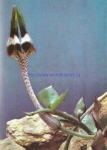 Ceropegia nilotica