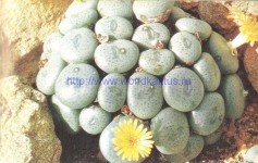 Conophytum flavum