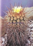 Copiapoa echinoides