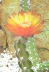 Corryocactus ayopayanus