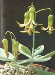 Cotyledon orbiculata