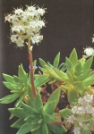 Dudleya formosa