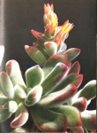 Echeveria pulvinata