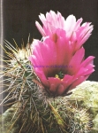 Echinocereus fendleri var. rectispinus