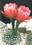 Echinopsis kermesina