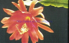 Epiphyllum peacockii