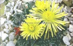 Faucaria tuberculosa