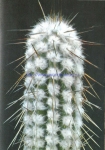 Eulychnia saint-pieana