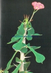 Euphorbia bevilaniensis