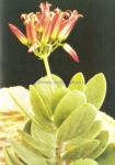 Kalanchoe farinacea