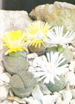 Lithops lesliei