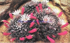 Mammillaria hemisphaerica