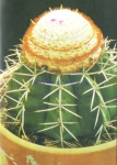 Melocactus melocactoides