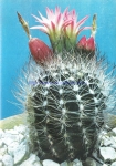 Neoporteria nigrihorrida