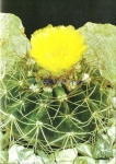 Notocactus megapotamicus