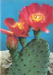 Opuntia basilaris var ramosa