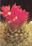 Parodia penicillata