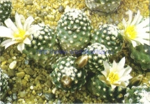 Pediocactus knowltonii