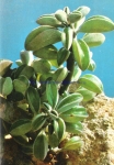 Peperomia asperula