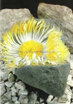 Pleiospilos bolusii