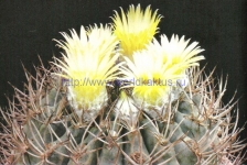 Pyrrhocactus bulbocalyx