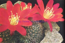 Rebutia spegazziniana var atroviridis