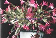 Rhipsalidopsis rosea