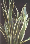 Sansevieria trifasciata var laurentii