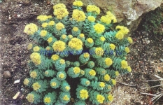 Sedum roseum