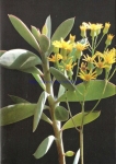 Senecio crassissimus