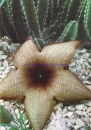 Stapelia nobilis