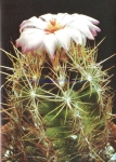 Thelocactus bicolor