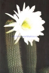 Trichocereus huascha