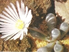 Fenestraria rhopalophylla