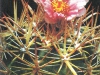 Ferocactus fordii